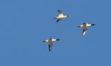 Storskrake (Mergus merganser)