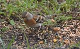 Bergfink (Fringilla montifringilla)
