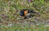 Bergfink (Fringilla montifringilla)