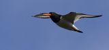 Strandskata (Haematopus ostralegus)