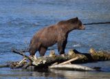 Grizzlybjrn (Ursus arctos horribilis)