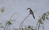 Varfgel (Lanius excubitor)