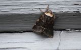 Poppelspinnare (Poecilocampa popul)