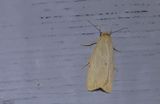 Vit borstspinnare (Cybosia mesomella)