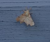 Ekflikmtare (Ennomos erosaria)