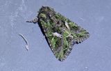 Mllfly (Trachea atriplicis)