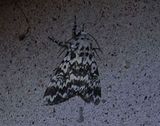 Munkfly (Panthea coenobita)