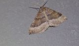 Kattostmtare (Larentia clavaria )