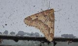 Lindmtare (Erannis defoliaria)   Linkping - skolgrd