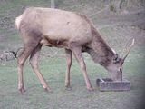 CZ - Forest reserve 3/2023