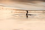 Cormorant at dawn