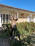 All About the Grape Vines