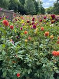 Dahliagarden