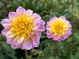 Dahliagarden
