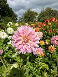Dahliagarden