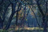 Autumn Woods