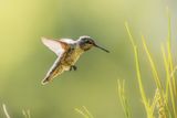 Hummer