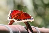 mourning cloak