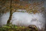 Lakeside Tree - Tarn Howes