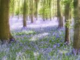 Magical Bluebell Woods