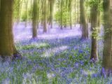 Bluebells - 14 Andante
