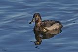 Fuligule  collier - Ring-necked duck