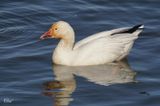 Oie des neiges - Snow goose