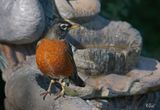 Merle dAmrique - American robin