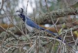 Geai  face noire - Black-throated Magpie Jay