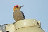 Pic lgant - Golden-cheeked woodpecker
