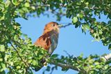 Piaye cureuil - Squirrel cuckoo