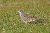 Colombe inca - Inca dove