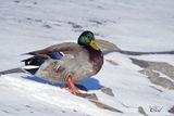 Canard colvert - Mallard