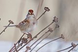 Bruant hudsonien - American tree Sparrow