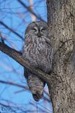 Chouette lapone - Great grey owl