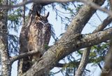 Grand-duc dAmrique - Great-horned owl