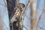 Petite nyctale - Northern Saw-whet Owl
