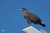 Buse de Gundlach - Cuban black hawk