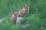 Renardeaux - Young foxes