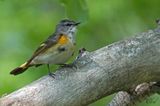 Paruline flamboyante - American redstart