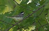 Paruline raye - Blackpoll warbler