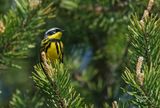 Paruline  tte cendre - Magnolia warbler