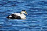 Eider  duvet - Common eider