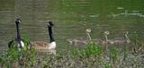 Bernaches du Canada - Canada geese