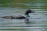 Plongeon Huard - Common Loon