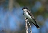 Tyran tritri - Eastern kingbird