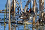 Gallinule dAmrique - Common gallinule