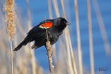 Carouge  paulettes - Red-winged blackbird