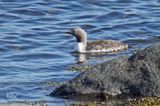 Plongeon catmarin - Red-throated loon