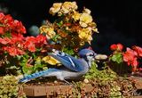 Geai bleu - Blue jay